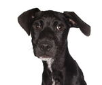 Small Beagle Mix