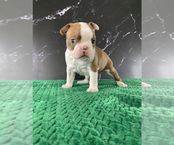 Medium Photo #20 Boston Terrier Puppy For Sale in TULARE, CA, USA