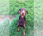 Small #7 Doberman Pinscher