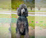 Small #2 Poodle (Standard)
