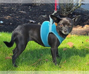 Nala - Female Chihuahua-Unknown Mix Dog for Adoption - Photo #2