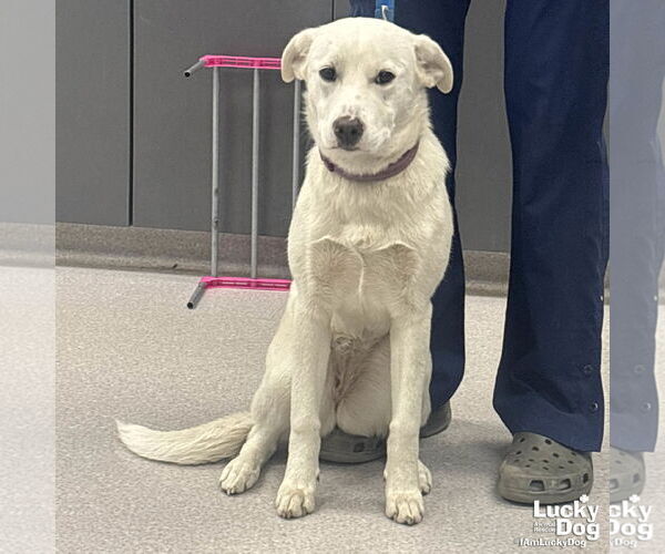Medium Photo #3 Labrador Retriever-Unknown Mix Puppy For Sale in Washington, DC, USA