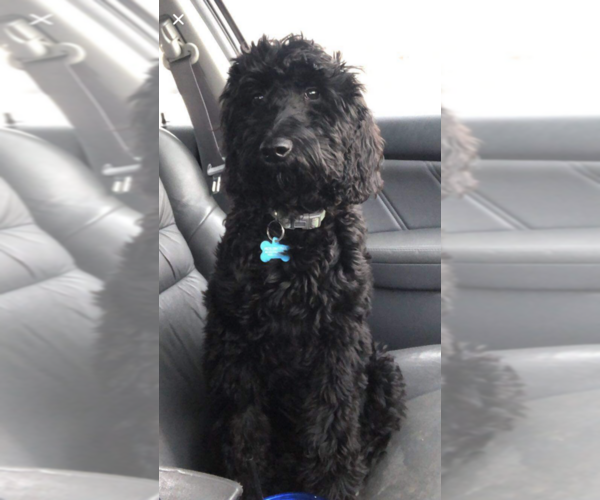 Medium Photo #2 Goldendoodle-Poodle (Standard) Mix Puppy For Sale in URBANA, OH, USA