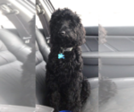 Small Photo #2 Goldendoodle-Poodle (Standard) Mix Puppy For Sale in URBANA, OH, USA