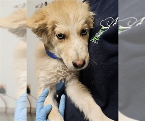 Siberian Husky-Unknown Mix Dogs for adoption in Bakersfield, CA, USA
