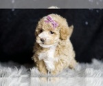 Small #2 Maltipoo