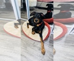 Small Photo #4 Doberman Pinscher Puppy For Sale in NORTH LAS VEGAS, NV, USA