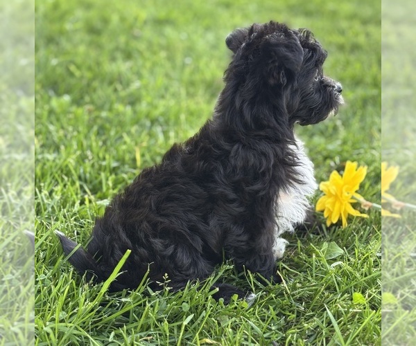 Medium Photo #4 Morkie Puppy For Sale in ROCK STREAM, NY, USA