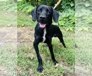 Retriever -Unknown Mix Dogs for adoption in Clarkesville, GA, USA