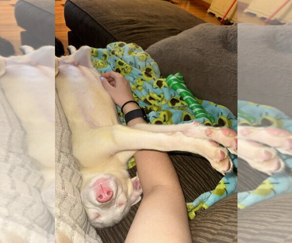 Medium Photo #3 Siberian Husky-Unknown Mix Puppy For Sale in Springdale, PA, USA