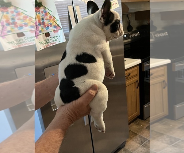 Medium Photo #37 French Bulldog Puppy For Sale in KANSAS CITY, MO, USA