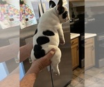 Small Photo #2 French Bulldog Puppy For Sale in KANSAS CITY, MO, USA
