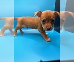 Small Photo #7 Chiweenie Puppy For Sale in SAINT AUGUSTINE, FL, USA
