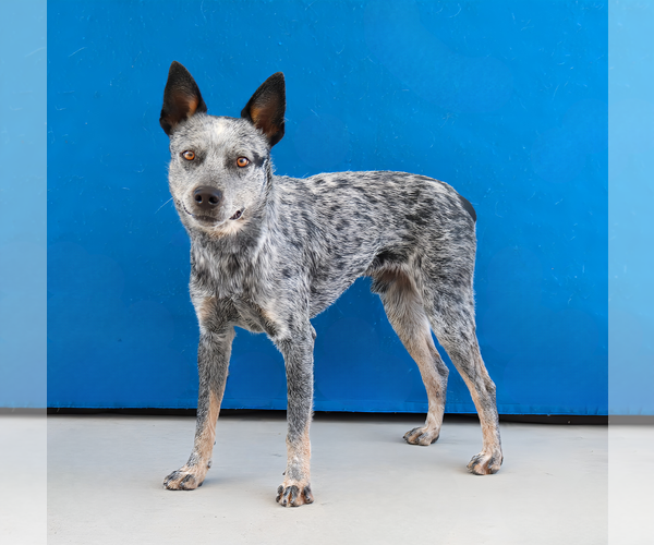 Medium Photo #2 Mutt Puppy For Sale in Pasadena, CA, USA