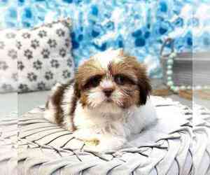 Shih Tzu Puppy for sale in MARIETTA, GA, USA