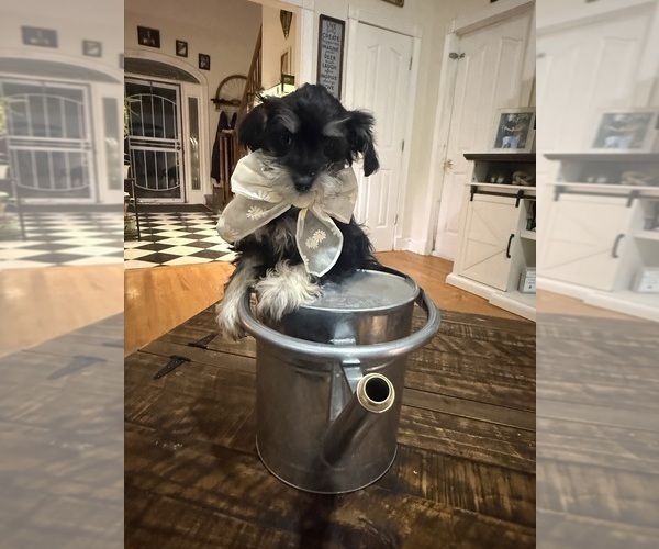 Medium Photo #4 Schnoodle (Miniature) Puppy For Sale in DINWIDDIE, VA, USA