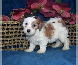 Maltipoo Puppy for sale in BARNESVILLE, KS, USA