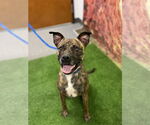 Small #1 Mutt