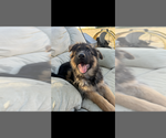 Small #8 German Shepherd Dog