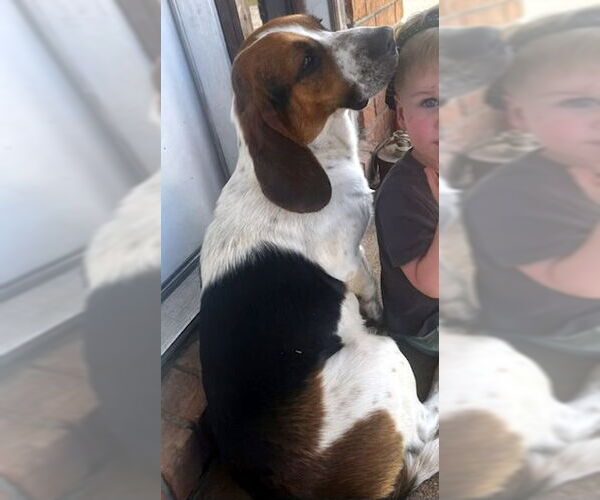 Medium Photo #4 Bagle Hound Puppy For Sale in Deepwater, NJ, USA