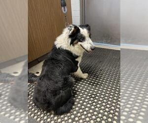 Border Collie-Unknown Mix Dogs for adoption in Stockton, CA, USA