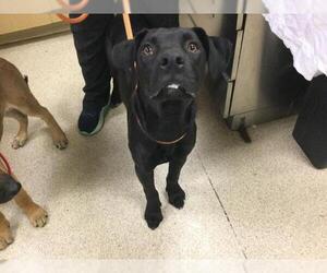 Labrador Retriever Dogs for adoption in Riverside, CA, USA