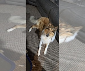 Collie Puppy for sale in BRISTOL, TN, USA