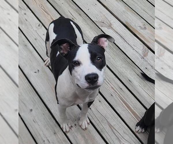 Medium Photo #4 American Pit Bull Terrier-Unknown Mix Puppy For Sale in Murfreesboro, NC, USA