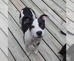 Small #3 American Pit Bull Terrier Mix
