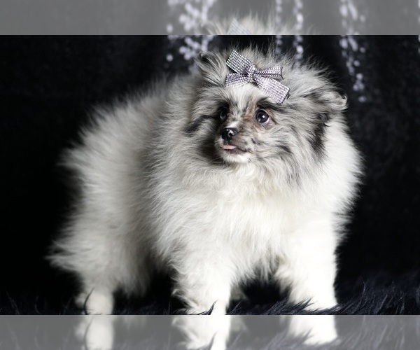 Medium Photo #78 Pomeranian Puppy For Sale in WARSAW, IN, USA