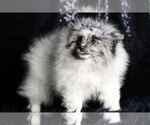 Small Photo #78 Pomeranian Puppy For Sale in WARSAW, IN, USA