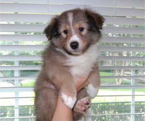 Shetland Sheepdog Puppy for sale in DALLAS, TX, USA