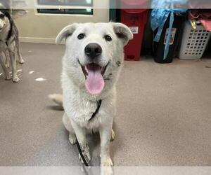 - Mix Dogs for adoption in Pasadena, CA, USA