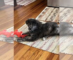 Small #2 Anatolian Shepherd Mix