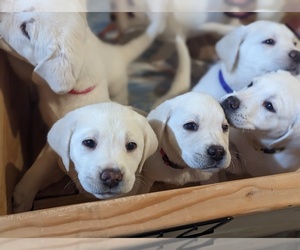 Labrador Retriever Puppy for sale in LOGAN, UT, USA