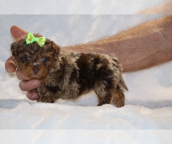 Medium Photo #1 ShihPoo Puppy For Sale in DYERSBURG, TN, USA
