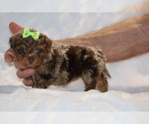 ShihPoo Puppy for sale in DYERSBURG, TN, USA
