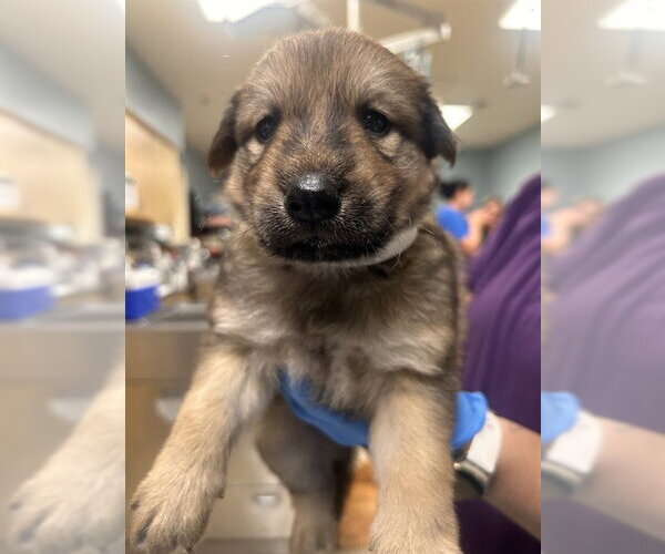 Medium Photo #1 German Shepherd Dog Puppy For Sale in Riverside, CA, USA