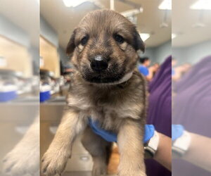 German Shepherd Dog Dogs for adoption in Riverside, CA, USA