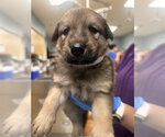 Small German Shepherd Dog