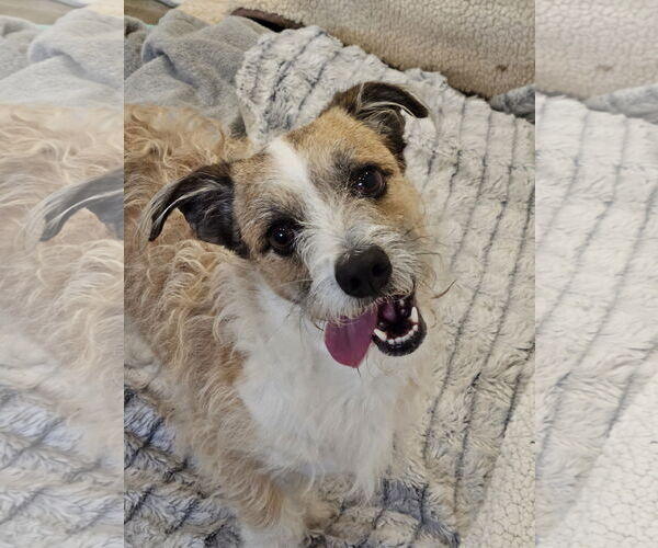 Medium Photo #2 Jack-A-Poo Puppy For Sale in Agoura Hills, CA, USA