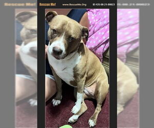 American Pit Bull Terrier Dogs for adoption in Benton, PA, USA