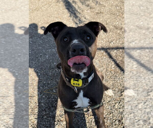 Medium Photo #8 Mutt Puppy For Sale in Elmsford, NY, USA