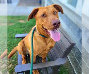 Golden Labrador Dogs for adoption in Long Beach, CA, USA