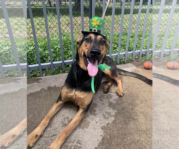 Medium Photo #9 Doberman Pinscher-German Shepherd Dog Mix Puppy For Sale in Spring, TX, USA
