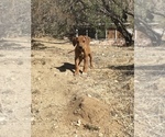 Small #12 Rhodesian Ridgeback