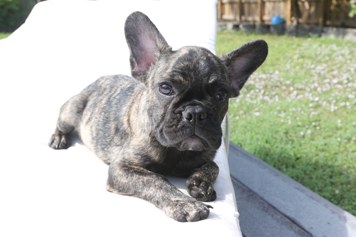 Medium Photo #6 French Bulldog Puppy For Sale in HOLLYWOOD, FL, USA