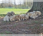 Small Photo #7 Golden Retriever Puppy For Sale in PRINCEVILLE, IL, USA