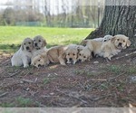 Small #6 Golden Retriever