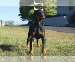 Small #6 Doberman Pinscher